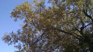 silver-leaf oak cu